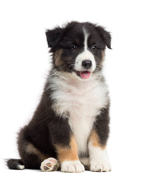 istock Australian Shepherd puppy, 8 weeks old, sitting and looking away 625523892