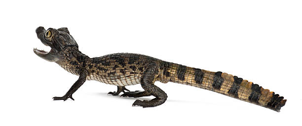 istock Spectacled Caiman also known as a the White Caiman 625524536