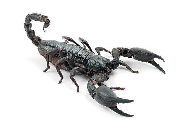 istock Emperor Scorpion, Pandinus imperator, against white background 625524680