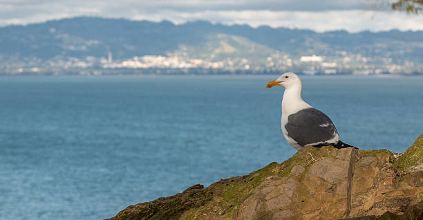 istock Seagull Sitting on Rock Looking Over the Bay 625524946