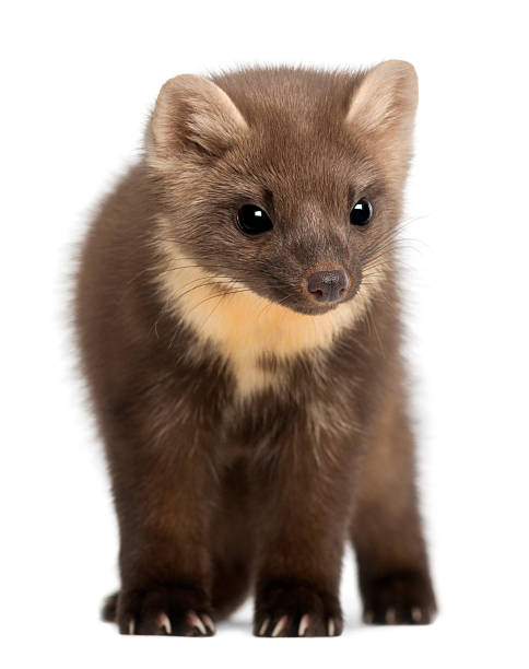 istock European Pine Marten, Martes martes, 4 years old, standing 625525034