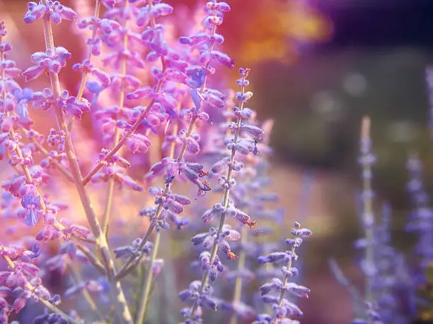 Perovskia atriplicifolia 'Blue Spire' - Russian sage