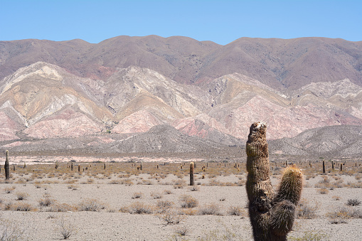 Mountain landscape with cactus in Los Cardones, Salta province. Northern Argentina.