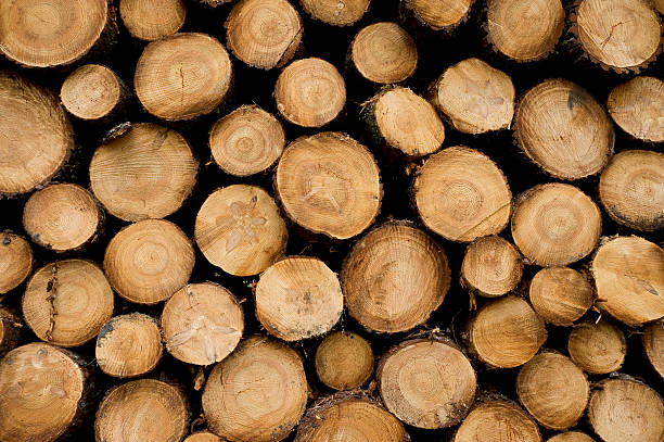 istock Pine logs in the forest, Firewood as renewable energy source 625525352