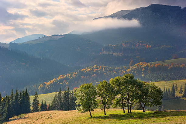 istock group of trees lit up in backlighting 625525656