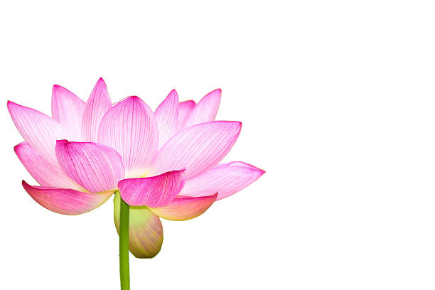 istock The Lotus Flower 625525948