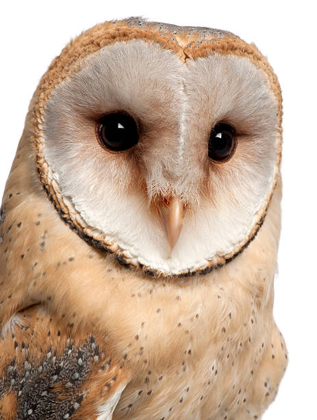 istock Barn Owl, Tyto alba, portrait and close up 625526344