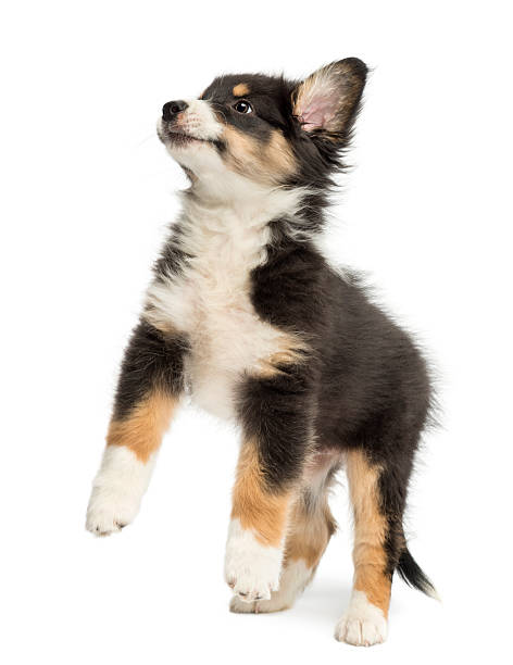 istock Australian Shepherd puppy, 2 months old, leaping against white background 625526444