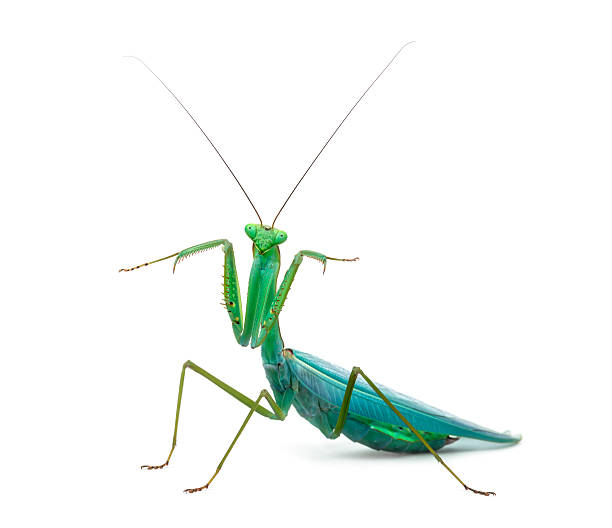 istock Male praying mantis - Macromantis ovalifolia, isolated on white 625526482