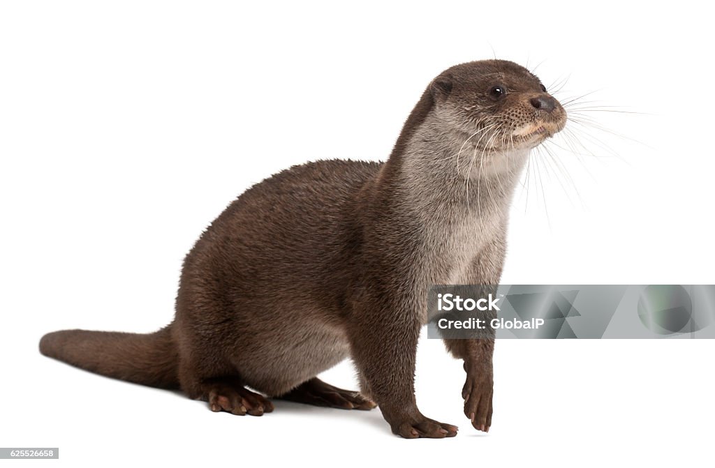 European Otter, Lutra lutra, 6 years old, against white background Otter Stock Photo