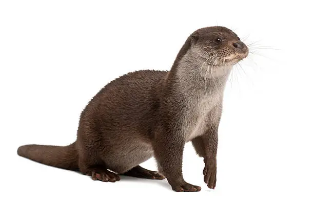 Photo of European Otter, Lutra lutra, 6 years old, against white background