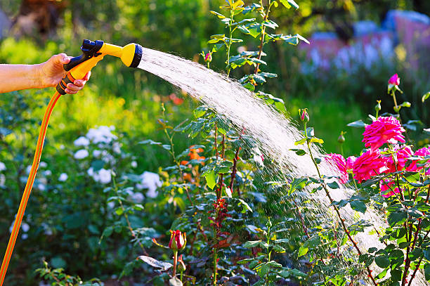 Senior woman hand watering rose flowerbed Senior woman hand holding hose sprayer and watering rose flowerbed in garden water hose stock pictures, royalty-free photos & images