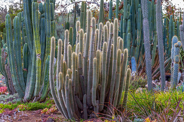 istock Stand of Tall Desert Cactus 625527158
