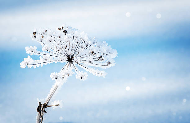 istock Dry grass covered with fragile hoarfrost in cold winter day 625527292