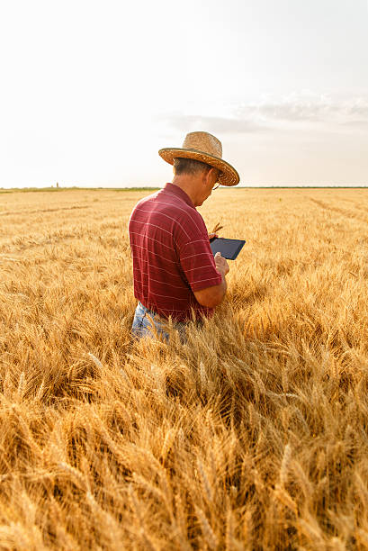 istock Farmer standing in a wheat field with a tablet 625528544