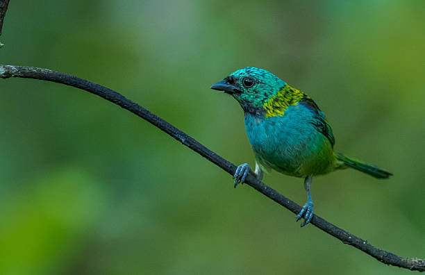 istock Green-headed Tanager at Ubatuba, Brazil 625552190