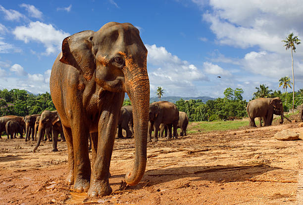 istock Herd of elephants in the nature 625554944