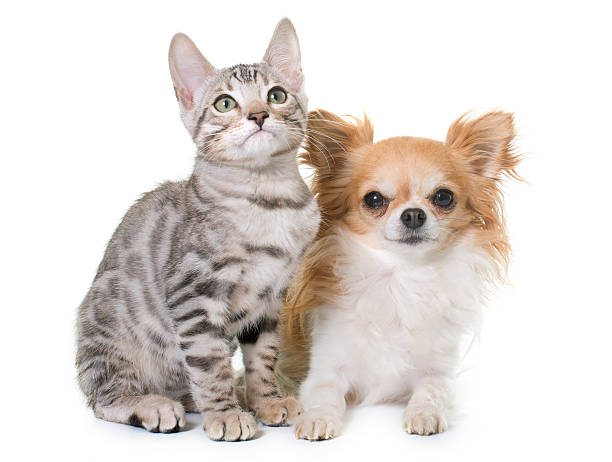 istock silver bengal kitten and chihuahua 625555702