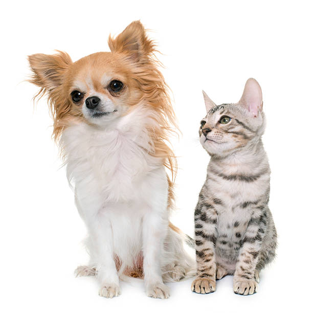 istock silver bengal kitten and chihuahua 625555790