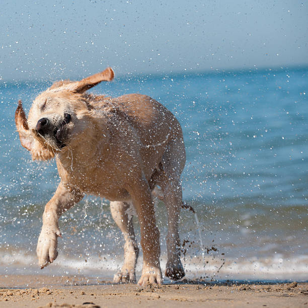 A Labrador puppy running on the beach. The puppy is happy and runs towards its owner. The sea in the background is calm, with few waves. The day is warm and sunny