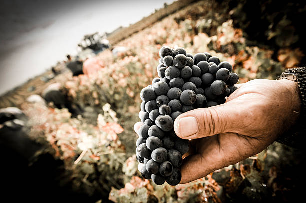 Farmer harvesting the grapes in a vineyard