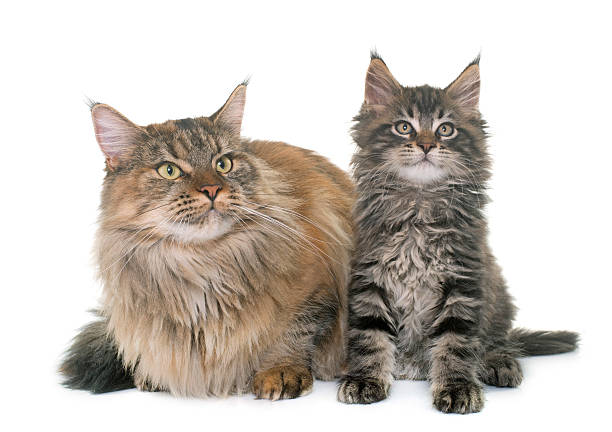 istock maine coon cat and kitten 625585836