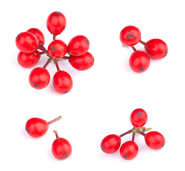 istock Christmas Holly Berries Elements Isolated on a White Background 625589258