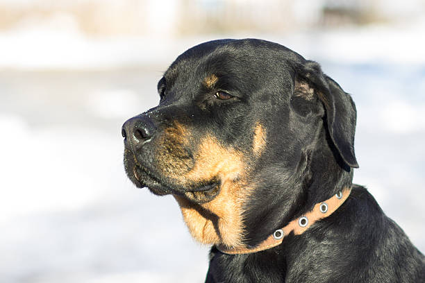 istock Young sad girl breed Rottweiler, with drooping ears. 625590306