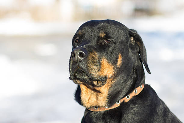 istock Young sad girl breed Rottweiler, with drooping ears. 625590446