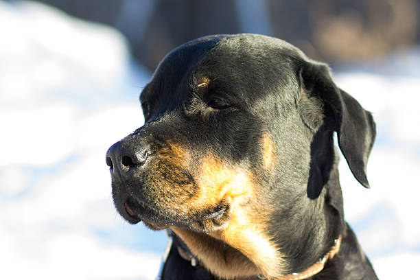 istock Young sad girl breed Rottweiler, with drooping ears. 625590692