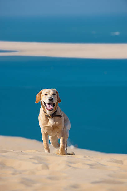 istock Focused young dog running on the beach 625590862