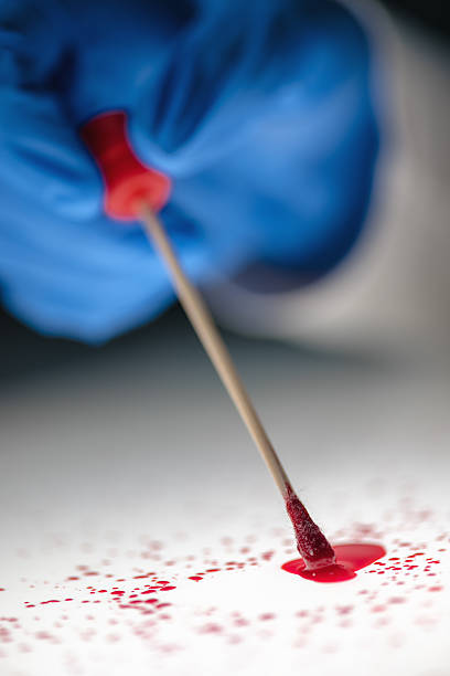 forensic technicien prélèvement d’échantillon d’adn de tache de sang - cotton swab dna forensic science collection photos et images de collection