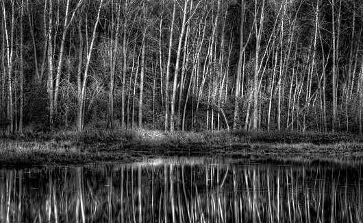 A stand of Aspen trees next to body of water in black and white at Sunfish Lake Park in Minnesota.