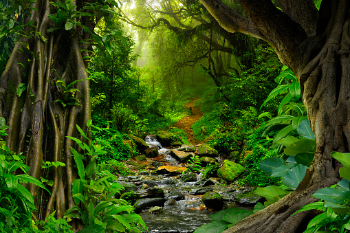 Tropical jungle with river, old trees and mist at dawn