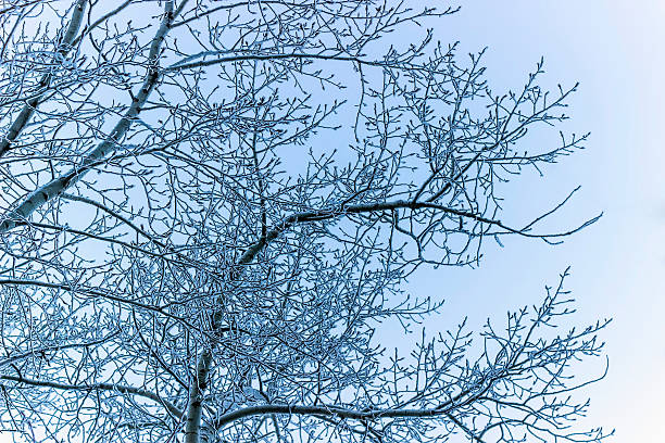 istock White frost covered tree crown in winter 625600014