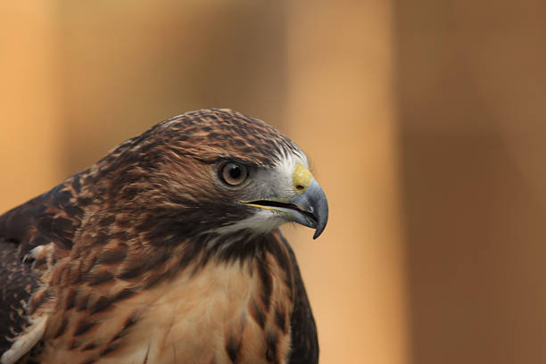 istock Close-up of red-tailed hawk 625604904