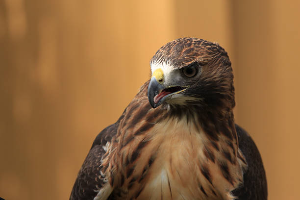 istock Portrait of a red-tailed hawk 625605170