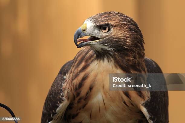 Side View Of A Redtailed Hawk Stock Photo - Download Image Now - Red-tailed Hawk, Animal, Animal Body Part