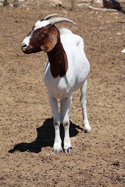 istock White brown goat in Namibia, Africa 625607632