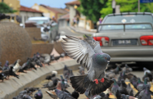 pigeon is landing on the ground, Malaysia