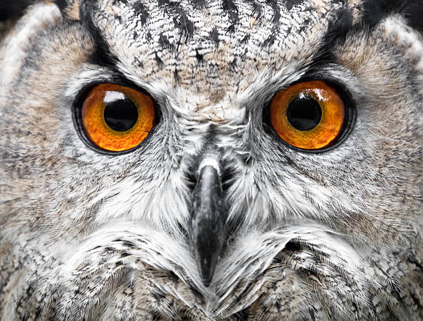 istock Owls Portrait. owl eyes 625607956