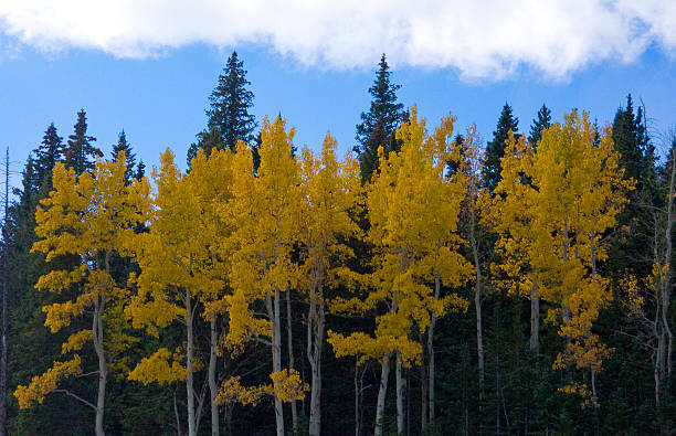 istock Yellow Aspen and Pine trees 625622106