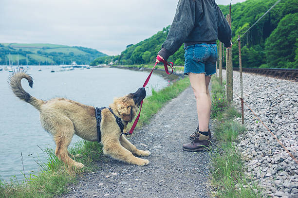 niegrzeczny pies ciągnący na smyczy - leonberger zdjęcia i obrazy z banku zdjęć