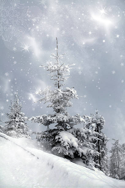 istock Snow covered pine tree in the mountains 625623386
