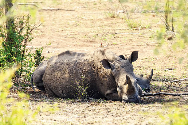 istock Rhinocerous Lying in Kruger Park 625624950