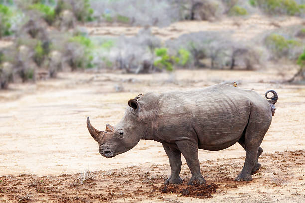 istock Rhino With Bird on Back in South Africa 625624972