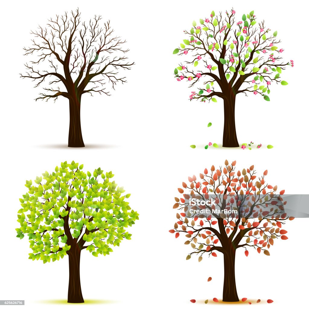 Four seasons trees vector Tree stock vector