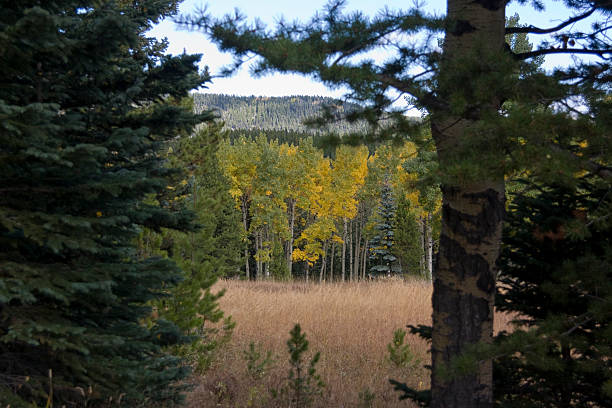 gelbe aspen bäume - saddleback mountain stock-fotos und bilder