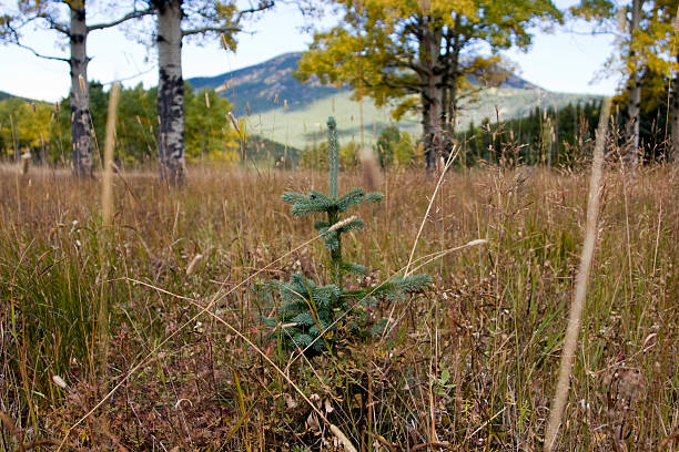 pine pimpollo  - saddleback mountain fotografías e imágenes de stock