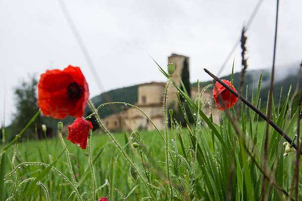 san antimo - abbazia di santantimo fotografías e imágenes de stock